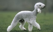 bedlington-terier_4