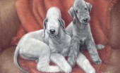 bedlington-terier_5