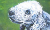 bedlington-terier_6
