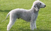 bedlington-terier_7