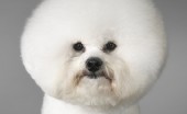 bishon-frise_10