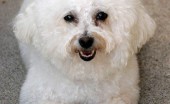 bishon-frise_11