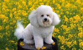 bishon-frise_12