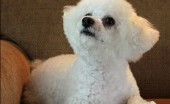 bishon-frise_13