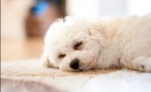 bishon-frise_14