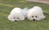 bishon-frise_16