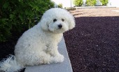 bishon-frise_17