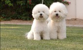bishon-frise_18