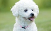 bishon-frise_1