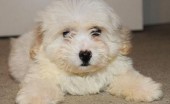 bishon-frise_2