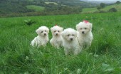 bishon-frise_3