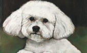 bishon-frise_4