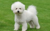 bishon-frise_5