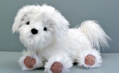 bishon-frise_6