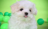 bishon-frise_7