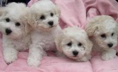 bishon-frise_8