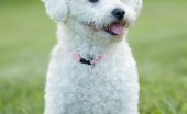 bishon-frise_9