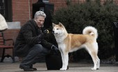 akita-inu-foto_10