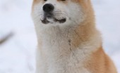 akita-inu-foto_13