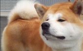 akita-inu-foto_15