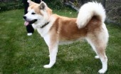 akita-inu-foto_16