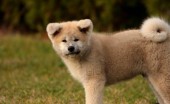 akita-inu-foto_17