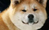 akita-inu-foto_18
