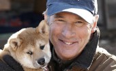 akita-inu-foto_1