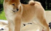 akita-inu-foto_2