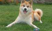 akita-inu-foto_4