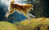 akita-inu-foto_7