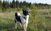 Russkoevropejskajalajka_7