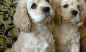 amerikanskiy-koker-spaniel_10