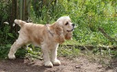 amerikanskiy-koker-spaniel_12