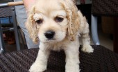 amerikanskiy-koker-spaniel_13