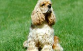 amerikanskiy-koker-spaniel_14