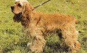 amerikanskiy-koker-spaniel_15