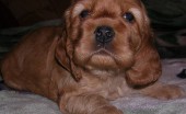 amerikanskiy-koker-spaniel_16