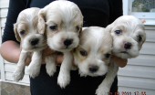 amerikanskiy-koker-spaniel_17