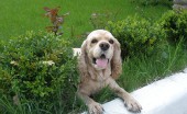 amerikanskiy-koker-spaniel_19