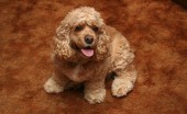 amerikanskiy-koker-spaniel_1