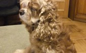 amerikanskiy-koker-spaniel_20