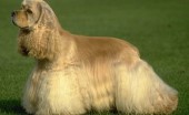 amerikanskiy-koker-spaniel_21