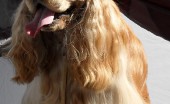 amerikanskiy-koker-spaniel_22