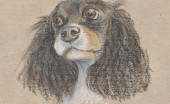 amerikanskiy-koker-spaniel_2