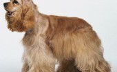 amerikanskiy-koker-spaniel_4
