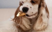 amerikanskiy-koker-spaniel_5