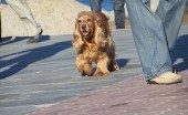 amerikanskiy-koker-spaniel_6