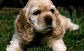 amerikanskiy-koker-spaniel_7