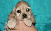 amerikanskiy-koker-spaniel_8